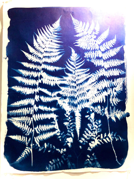 Cyanotype print 20”X24”