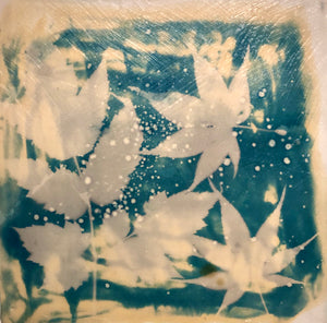 Cyanotype and encaustic on wood panel